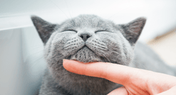 Pet Insurance