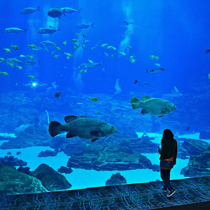 1714423730782272.jpg 亚特兰大乔治亚水族馆.jpg